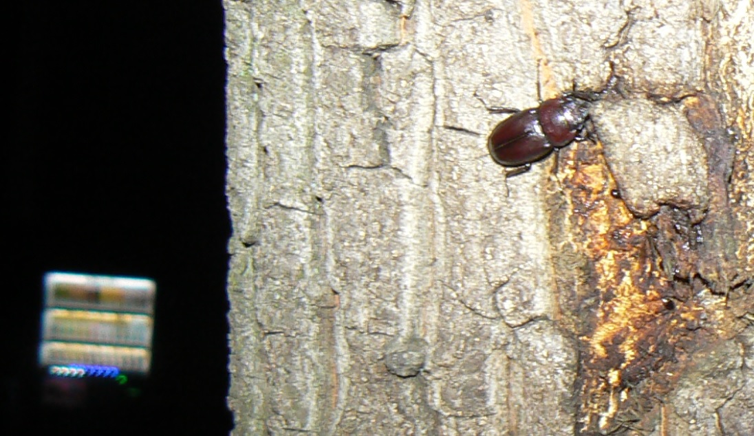 住宅横の飲み屋_今年初めてのノコギリクワガタ♀_2021年5月21日20時45分頃 22度